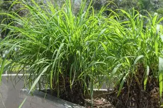 Herbe de citronnelle dans un lit surélevé