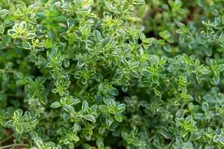 Thym citronné