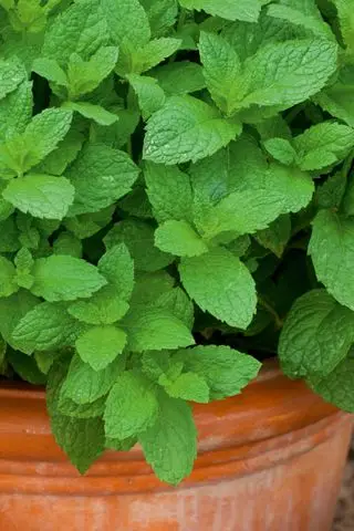 menthe en pot
