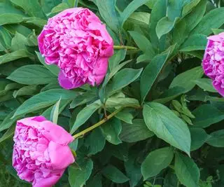 Dovresti peonie deadhead? Un esperto rivela i vantaggi della rimozione dei capolini appassiti