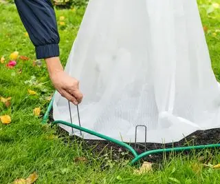 부드러운 식물을 둘러싼 서리 천