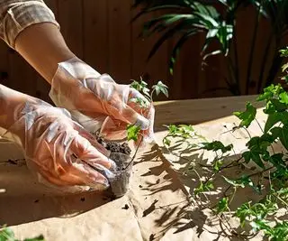 plantning af efeu skæring i jorden
