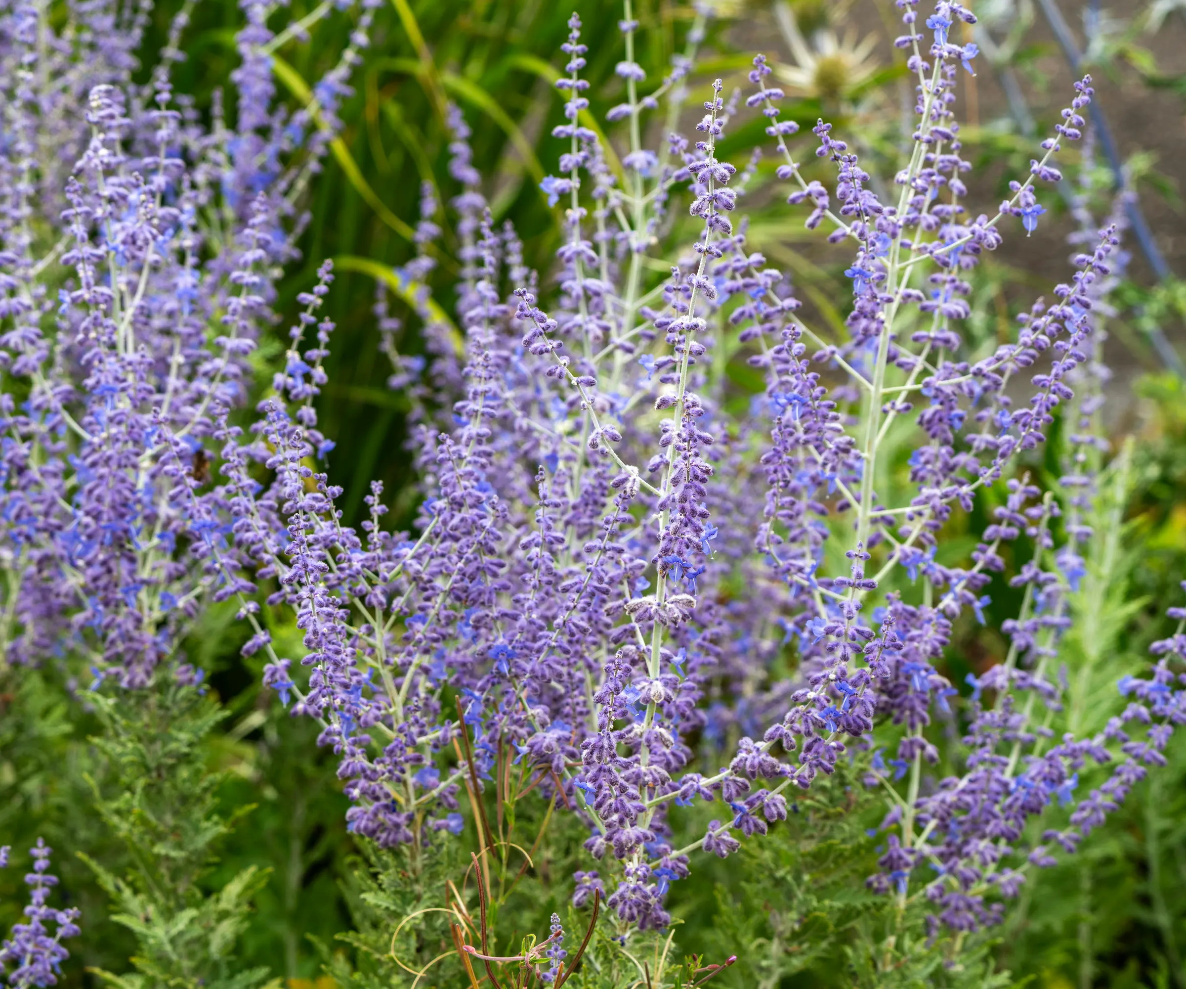 Rośliny szałwii rosyjskiej kwitną z bliska, tworząc w okresie letnim połacie liliowo-niebieskich kwiatów' loading='lazy' title=