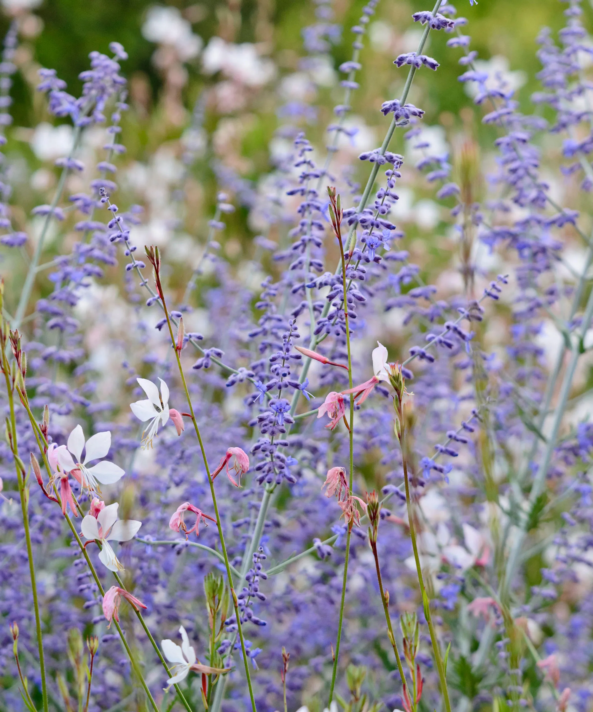 Rosyjska szałwia znana również jako perovskia' loading='lazy' title=