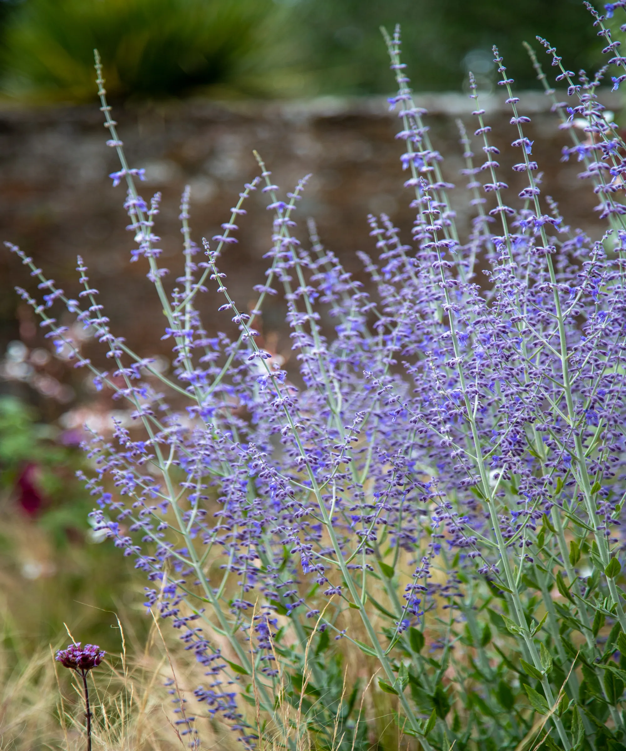 Niebiesko-fioletowe kwiaty i zielone liście szałwii rosyjskiej' loading='lazy' title=