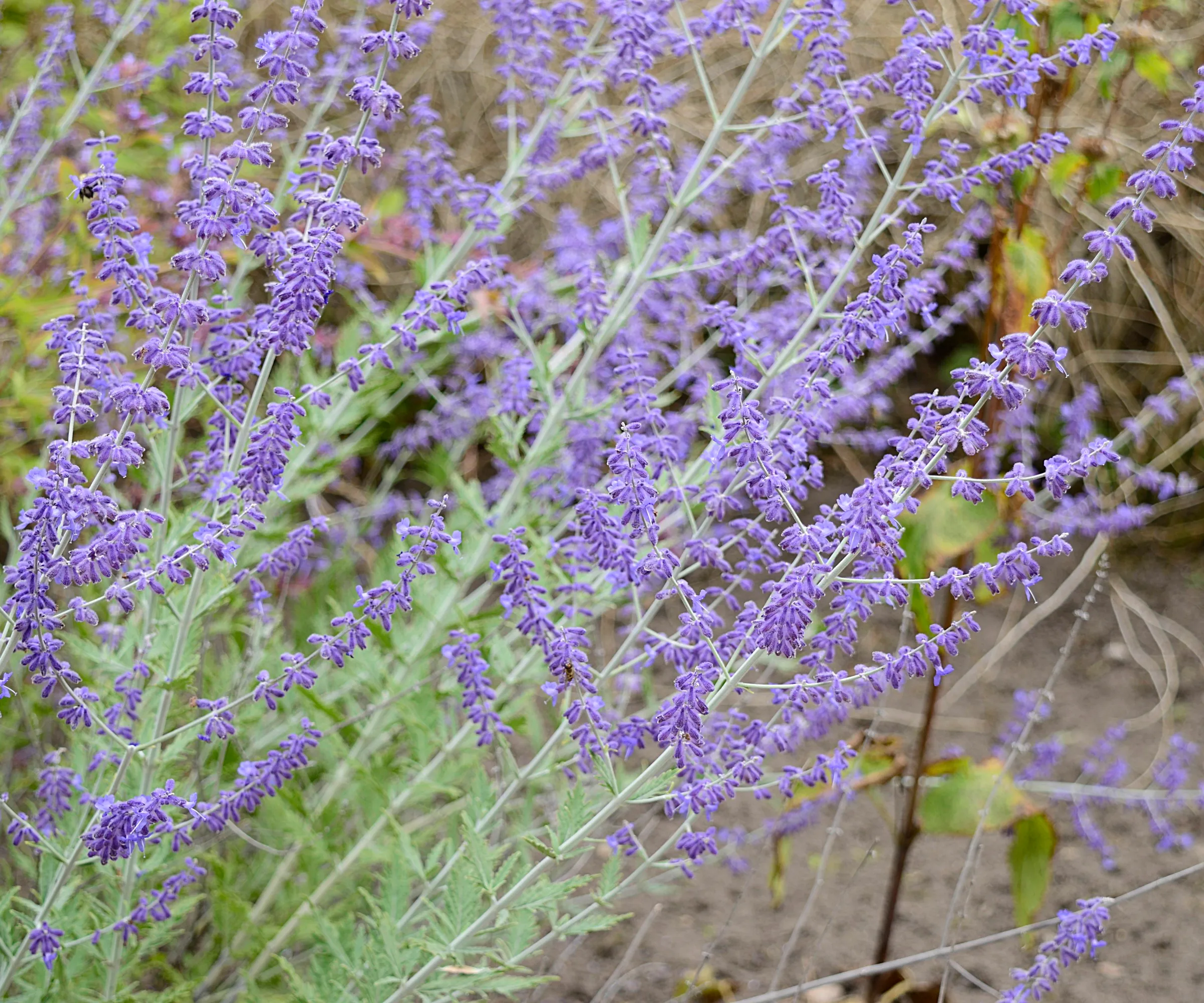 Kwitną fioletowe kwiaty szałwii rosyjskiej' loading='lazy' title=