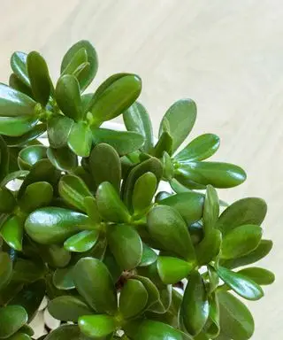 האם צמח הירקן שלך מוריד עלים? הנה איך לתקן את זה - על פי המומחים
