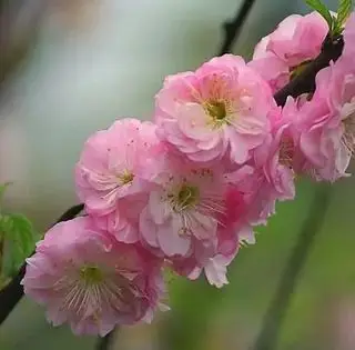 Onde ver amendoeiras em flor na Califórnia