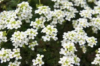 Weiße, süße Alyssum-Blüten
