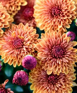 Orange und violette Chrysanthemen