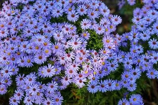 Lavendel-Asterblüten