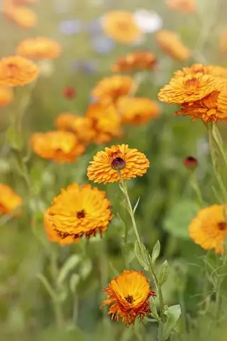 Orangefarbene Blüten der Ringelblume