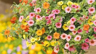 Calibrachoa in Orange, Pink und Gelb