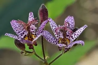 Lila Blüten der japanischen Krötenlilie