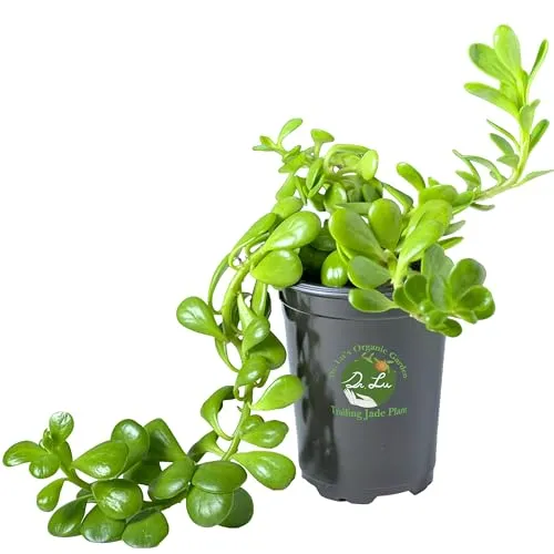 Dr. Lu's Organic Trailing Jade Plant | Vzácná jadeitová rostlina | Sukulenty Živé | Vnitřní zařízení na čištění vzduchu | Snadné pěstování pokojových rostlin v 5'' vysokém 4'' širokém květináči' loading='lazy' title=