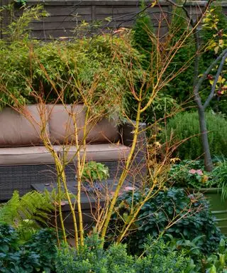 Árbol de raíz desnuda plantado entre arbustos en un borde