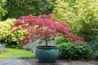 Acer de arce japonés en maceta en el jardín