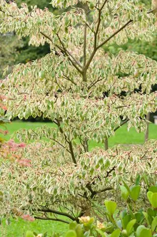 Árbol de pastel de bodas Cornuscontroversia