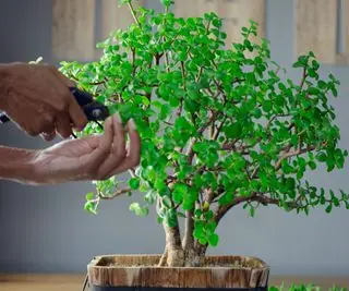 planta de arbusto de elefante e tesoura