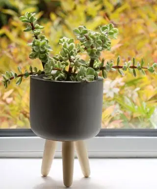 planta elefante suculenta em vaso no parapeito da janela
