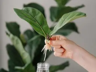 corte de higo de hoja de violín con raíces