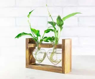 estación de propagación de plantas con esquejes en agua