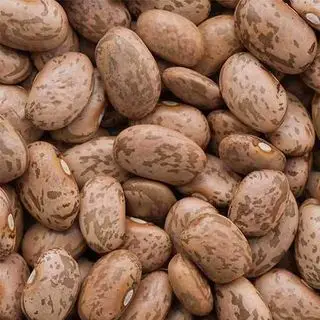 핀토 콩