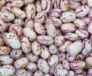 Comment faire pousser des haricots pinto – pourquoi les experts préviennent de « ne pas planter ni récolter trop tôt »