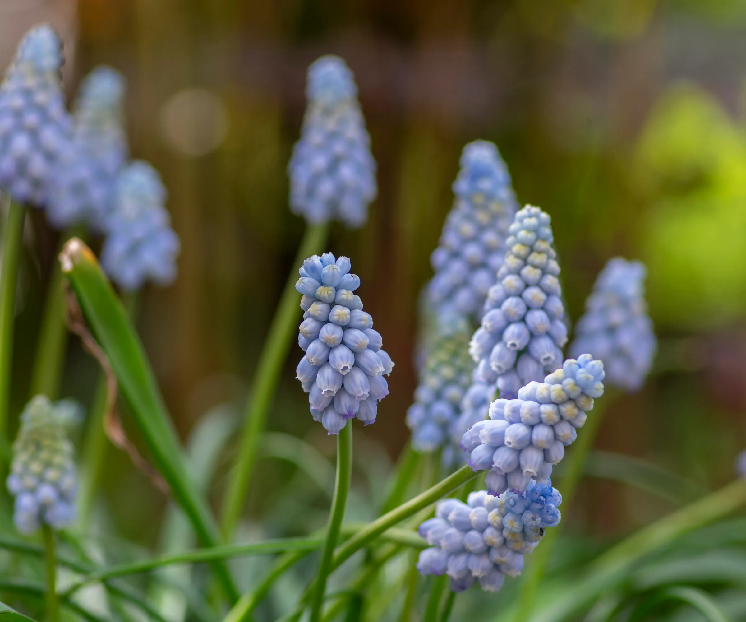 Druehyasint 'Valerie Finnis'' loading='lazy' title=