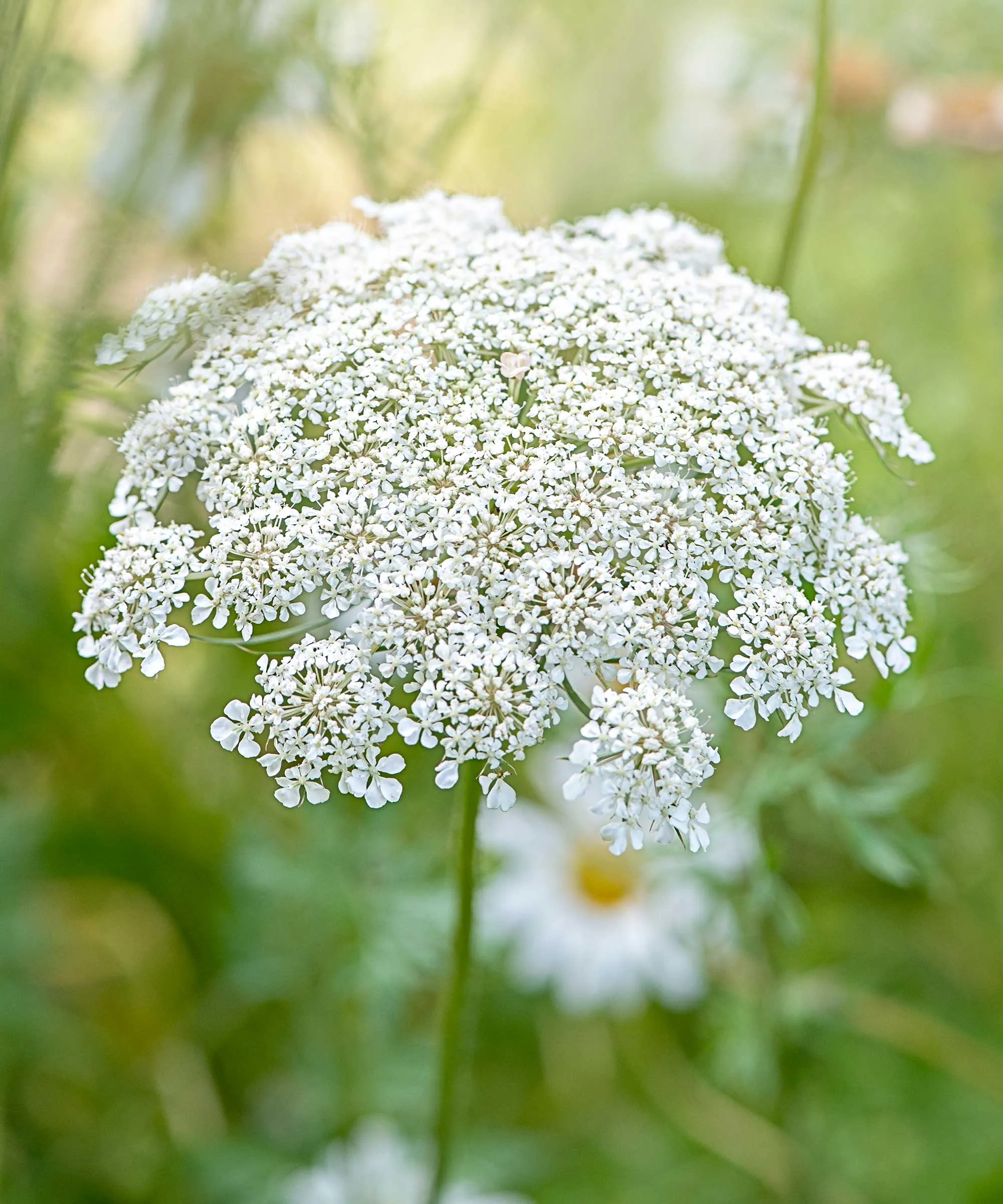 Daucus carota blomsterhode' loading='lazy' title=
