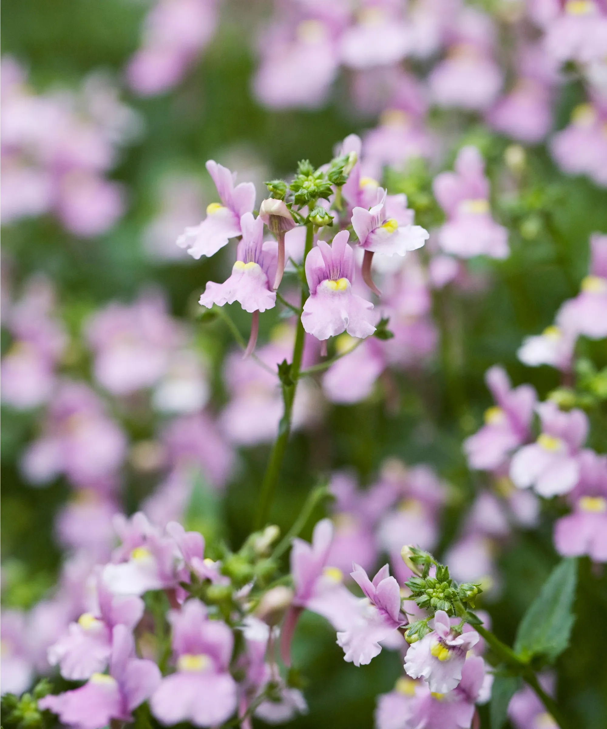 Nemesia' loading='lazy' title=