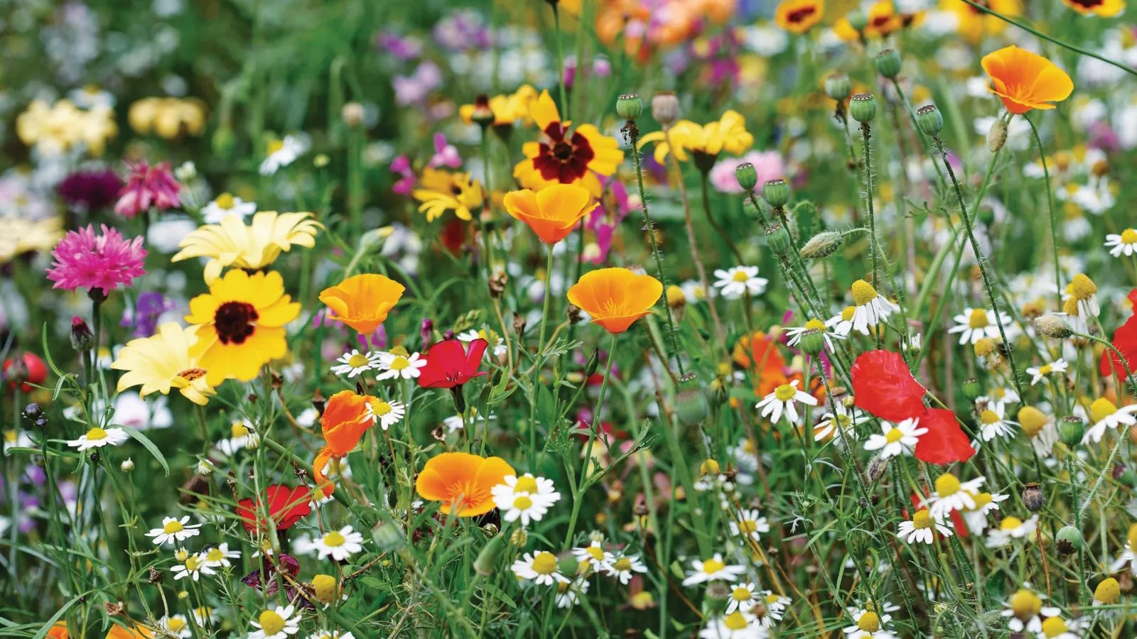 Det er fortsatt tid til å så disse 7 blomstene før november for en vår og sommer full av farger neste år