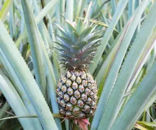 Quando e come raccogliere un ananas: 3 segnali che mostrano che la 'prova di pazienza' potrebbe essere superata
