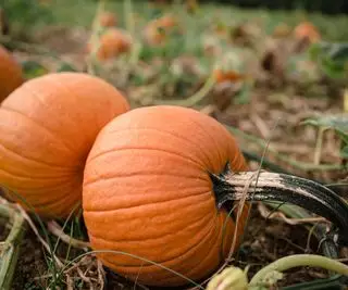 Dýně rostoucí na vinici