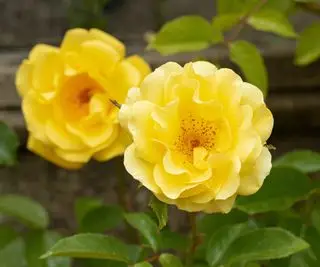 Rosa