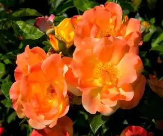 Rosa