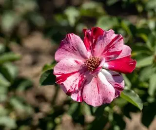 Flores listradas vermelhas e brancas de rosa