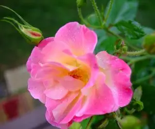 As flores rosa de Rosa