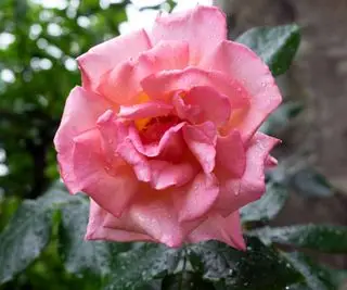 Rosa