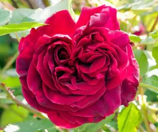 As flores vermelhas de Rosa