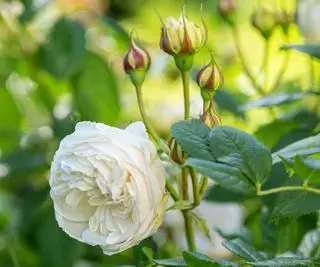 Claire Austin em flor no jardim