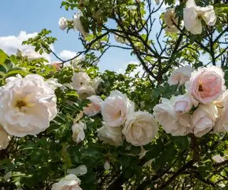 Rosa