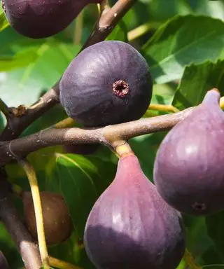 Nejlepší fíkovníky – pro pěstování uvnitř i venku