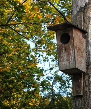 budka lęgowa sowy na drzewie