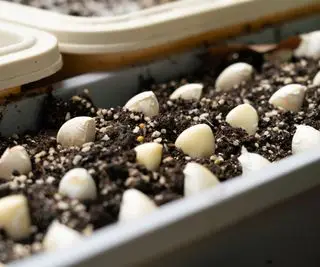Dientes de ajo plantados en un comedero interior.