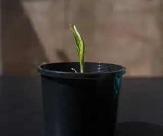 Plántulas de ajo que crecen en interiores en una maceta de plástico