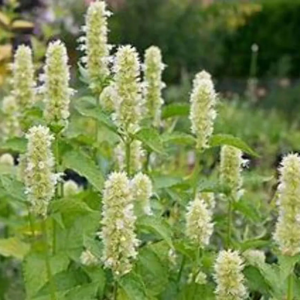 agastache' loading='lazy' title=
