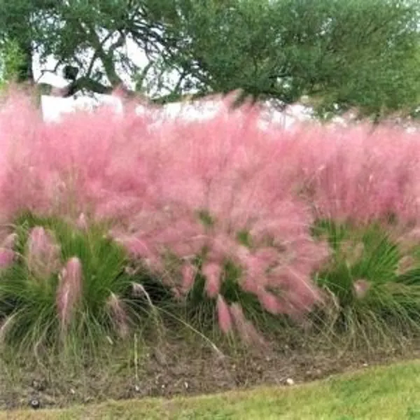 Grama Muhly Rosa - Recipiente Quart' loading='lazy' title=