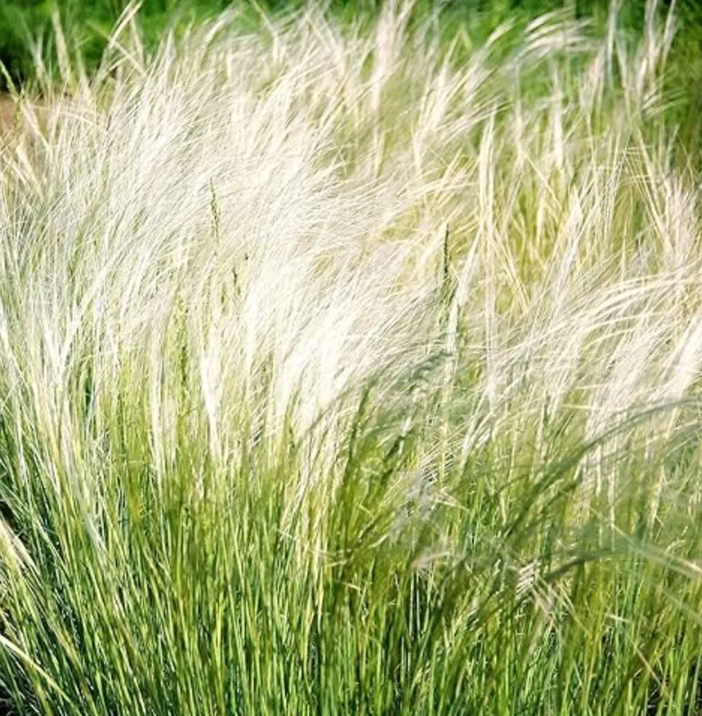 grama de penas' loading='lazy' title=