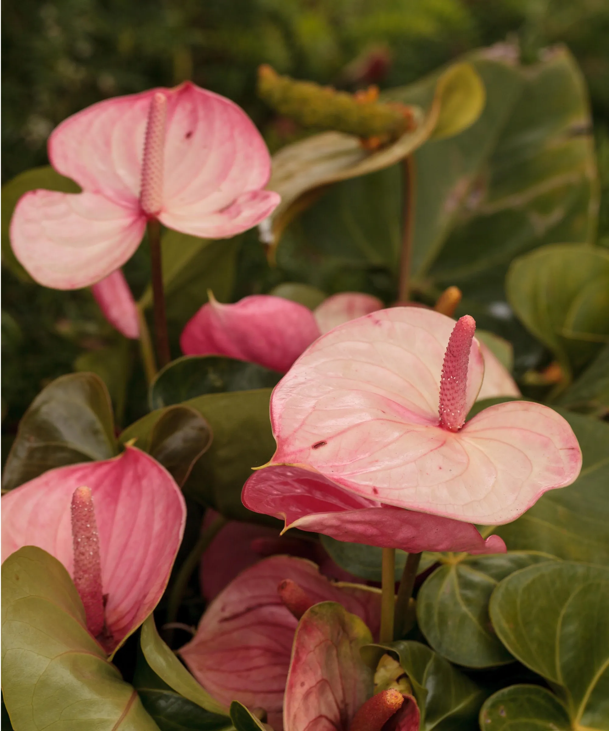Anthurium rose' loading='lazy' title=